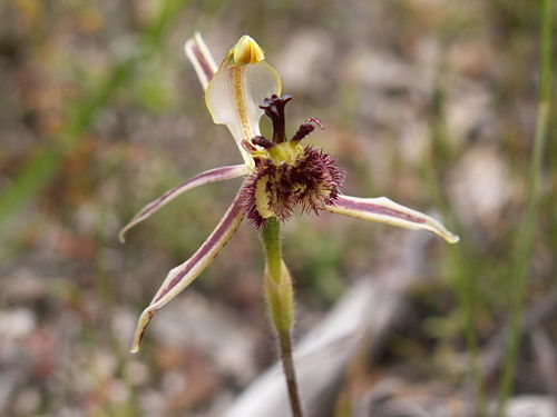 Caladenia barbarossa